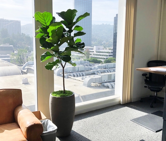 indoor plant in office