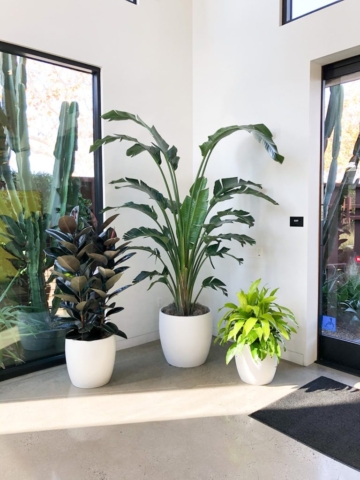 interior plant design and installation