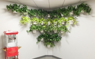 living wall plant
