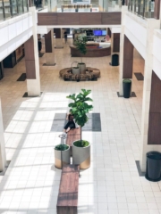 mall trees interior
