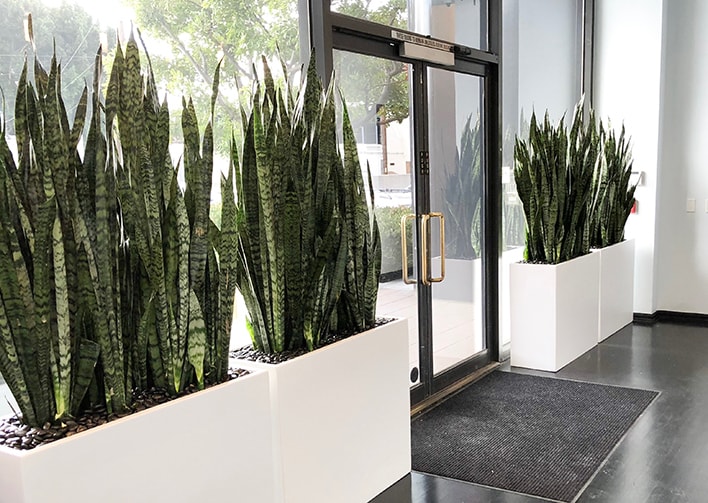 office plant installation services