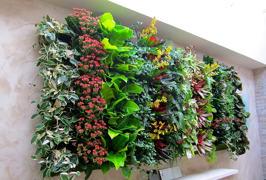plant wall